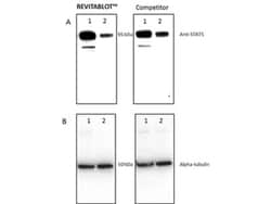 Rockland Immunochemicals Revitablot Western Blot Stripping Buffer - MB-085-0050,
