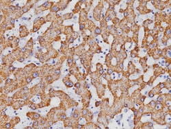 Biocare Medical, LLC Hepatocyte Specific Antigen Antibody - Concentrate,
