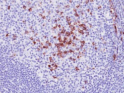 Biocare Medical, LLC CD138 Antibody - Concentrate, 0.5 ml, Quantity: Each