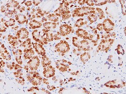 Biocare Medical, LLC ERG, Concentrated and Prediluted Monoclonal Antibody,