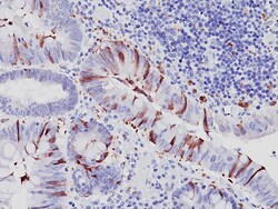 Biocare Medical, LLC Caspase-3 Antibody - Concentrate, 1.0 ml, Quantity: