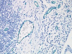 Biocare Medical, LLC CD31 PECAM-1 Antibody - Predilute, 6.0 ml, Quantity:
