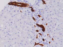 Biocare Medical, LLC Cytokeratin 19 Antibody - Predilute, 6.0 ml, Quantity: