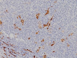 Biocare Medical, LLC CD163 Antibody - Predilute, 6.0 ml, Quantity: Each