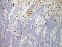 Biocare Medical, LLC Myeloperoxidase Antibody - Predilute, 6.0 ml, Quantity: