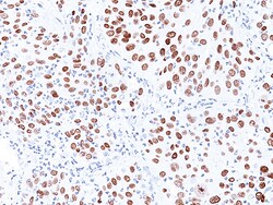Biocare Medical, LLC p40 (M) Antibody - UltraLine, 6.0 ml For Roche Benchmark