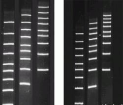 LabScientific Agarose MB Grade-LE | 500g, general purpose, low EEO agarose