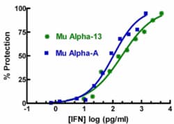 PBL Assay Science Mouse Interferon Alpha 13 (IFN-Alpha 13) [1e5 (100,000) units/vial]