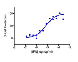 PBL Assay Science Recombinant Rat Interferon Alpha 14 expressed in mammalian