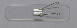 Protech International Inc Platinum Plate Glass Slide Electrode, 1mm Gap
