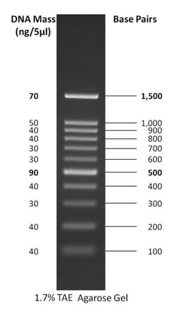 Gold Biotechnology Inc 100 bp DNA Ladder 500 µL