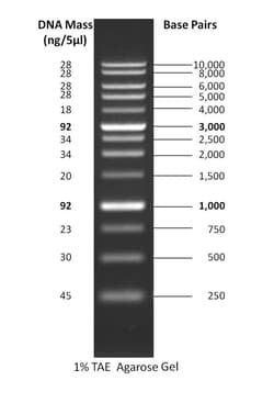 Gold Biotechnology Inc 1 kb DNA Ladder 500 µL, Quantity: Each of 1