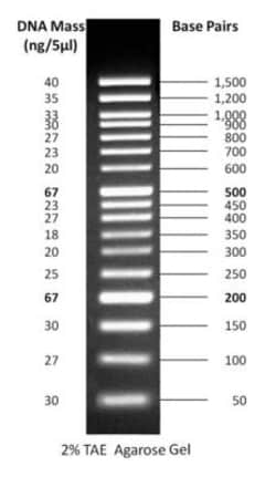 Gold Biotechnology Inc 50 bp DNA Ladder 500 µL