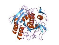 Gold Biotechnology Inc Proteinase K, RNase/DNase free 1 g, Quantity: Each