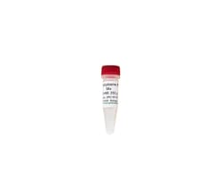 Zymo Research Corporation 5-Methylcytosine dNTP Mix (10mM)
