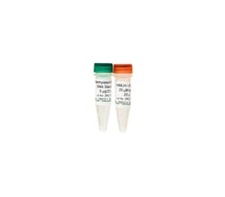 Zymo Research Corporation Universal Methylated Mouse DNA Standard, Quantity:
