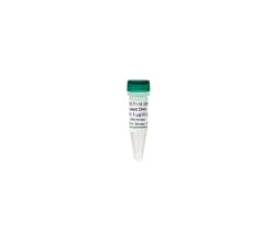 Zymo Research Corporation Human HCT116 DKO Methylated DNA (5 μg / 20 μl),