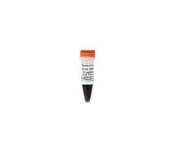 Zymo Research Corporation ZR 100 bp DNA Marker™ (Ready-to-load) (50 μg/ 600 μl)