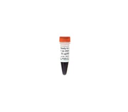 Zymo Research Corporation ZR 1 kb DNA Marker™ (Ready-to-load) (50 μg/ 600 μl)