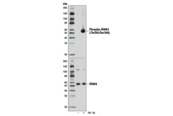 Cell Signaling Technology Phospho-IRAK4 (Thr345/Ser346) (D6D7) Rabbit mAb