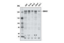 Cell Signaling Technology CDK12 Antibody 100 µl, Quantity: Each of 1