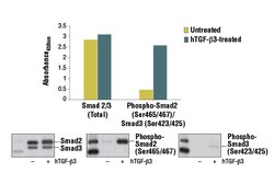 Cell Signaling Technology PathScan Total Smad2/3 Sandwich ELISA Kit 1 Kit,