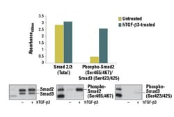 Cell Signaling Technology PathScan Phospho-Smad2 (Ser465/467)/Smad3 (Ser423/425)