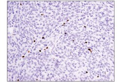 Cell Signaling Technology FoxP3 (D6O8R) Rabbit mAb 100 µl, Quantity: Each