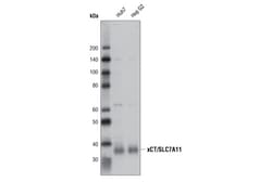 Cell Signaling Technology xCT/SLC7A11 (D2M7A) Rabbit mAb 100 µl, Quantity: