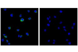Cell Signaling Technology Toll-like Receptor 9 (D9M9H) XP Rabbit mAb 100