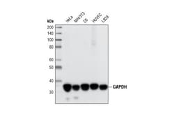 Cell Signaling Technology GAPDH (14C10) Rabbit mAb 300 µl, Quantity: Each