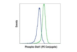 Cell Signaling Technology Phospho-Stat1 (Tyr701) (D4A7) Rabbit mAb (PE