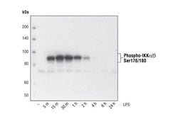 Cell Signaling Technology Phospho-IKKalpha/beta (Ser176/180) (16A6) Rabbit