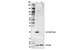 Cell Signaling Technology p21 Waf1/Cip1 (12D1) Rabbit mAb 100 µl, Quantity: