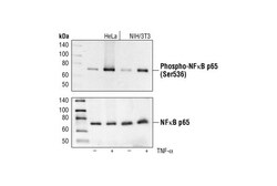Cell Signaling Technology Phospho-NF-kappaB p65 (Ser536) (93H1) Rabbit