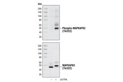 Cell Signaling Technology Phospho-MAPKAPK-2 (Thr222) (9A7) Rabbit mAb 100