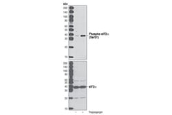 Cell Signaling Technology Phospho-eIF2alpha (Ser51) (D9G8) XP Rabbit mAb