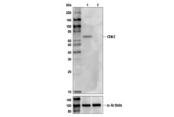 Cell Signaling Technology Chk2 (1C12) Mouse mAb 100 µl, Quantity: Each