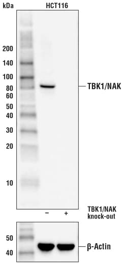 Cell Signaling Technology TBK1/NAK (D1B4) Rabbit mAb 100 µl, Quantity: