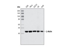Cell Signaling Technology beta-Actin (8H10D10) Mouse mAb 100 µl, Quantity: