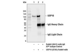 Cell Signaling Technology Rabbit (DA1E) mAb IgG XP Isotype Control 250