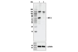 Cell Signaling Technology IRF-3 (D83B9) Rabbit mAb 100 µl, Quantity: Each