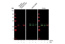 Cell Signaling Technology Phospho-p44/42 MAPK (Erk1/2) (Thr202/Tyr204)