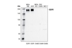 Cell Signaling Technology EGF Receptor (15F8) Rabbit mAb 100 µl, Quantity: