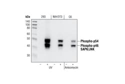 Cell Signaling Technology Phospho-SAPK/JNK (Thr183/Tyr185) (81E11) Rabbit