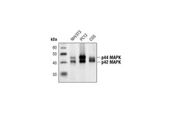 Cell Signaling Technology p44/42 MAPK (Erk1/2) (L34F12) Mouse mAb 100 µl,