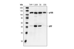 Cell Signaling Technology NF-kappaB2 p100/p52 Antibody 100 µl, Quantity: