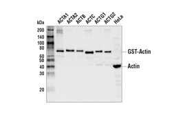Cell Signaling Technology Pan-Actin Antibody 100 µl, Quantity: Each of