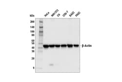 Cell Signaling Technology beta-Actin (13E5) Rabbit mAb 300 µl, Quantity: