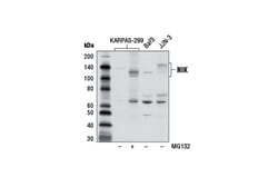 Cell Signaling Technology NIK Antibody 100 µl, Quantity: Each of 1